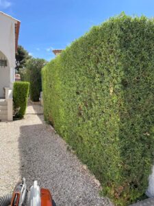 Taille de haies