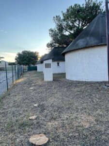 Abattage et rognage d’une haie de Cyprès à Fos sur mer