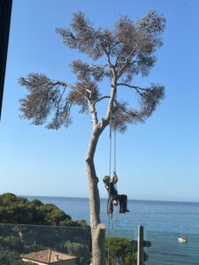 L’abattage d’un arbre mort à Carry le Rouet
