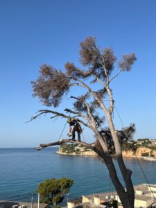 L’abattage d’un arbre mort à Carry le Rouet