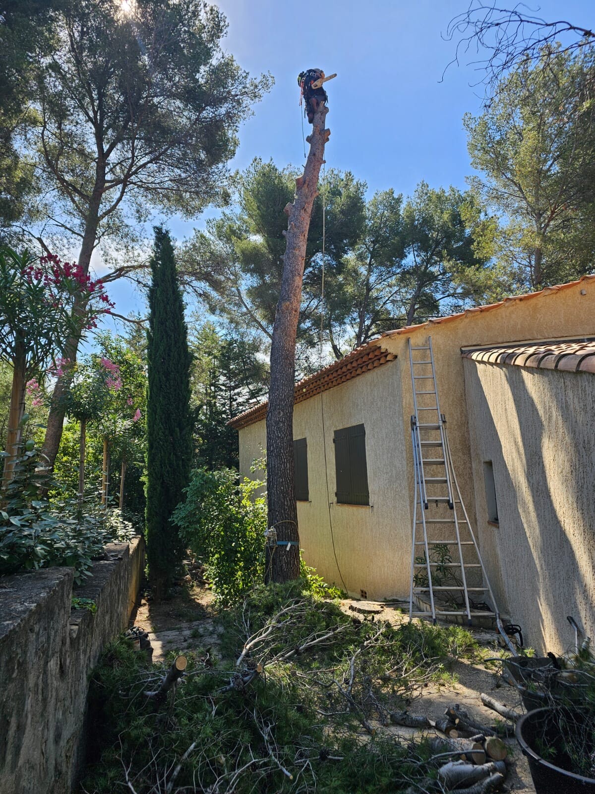 Abattage d'un pin