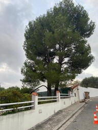 Elagage aéré d’un pin à Martigues