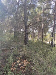 Gros débroussaillage et abattage de Pins à Martigues