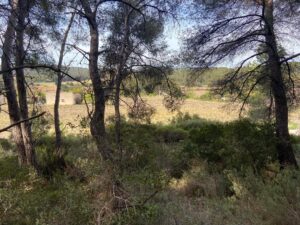 Gros débroussaillage et abattage de Pins à Martigues