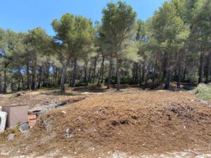 Gros débroussaillage et abattage de Pins à Martigues