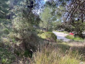 Gros débroussaillage et abattage de Pins à Martigues