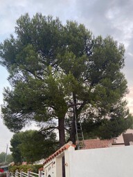 Elagage aéré d’un pin à Martigues