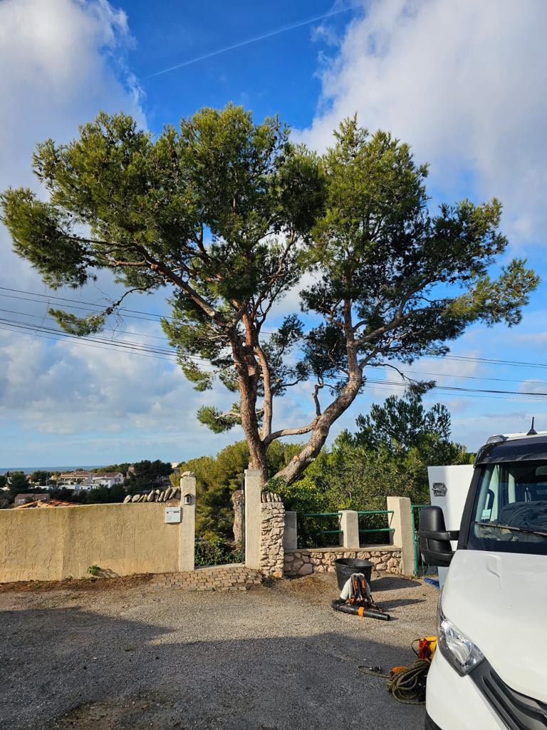 Elegage d'un Pin sur la commune de la Couronne