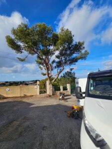 Elegage d’un Pin sur la commune de la Couronne