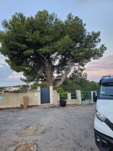 Elegage d’un Pin sur la commune de la Couronne