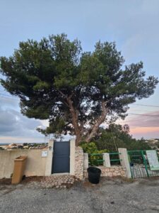 Elegage d’un Pin sur la commune de la Couronne