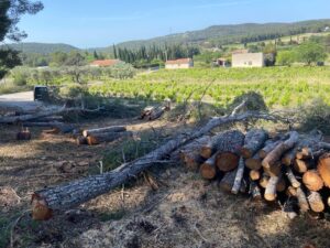 Gros débroussaillage et abattage de Pins à Martigues