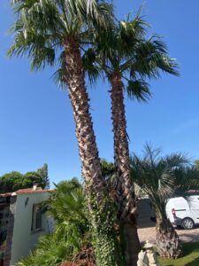 Abattage de 3 palmiers – Fos-sur-Mer