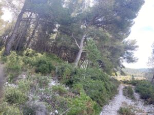 Gros débroussaillage et abattage de Pins à Martigues