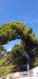 Chantier d’abattage par démontage d’un gros Pin d’Alep sur la commune de Cassis