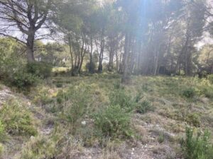 Gros débroussaillage et abattage de Pins à Martigues