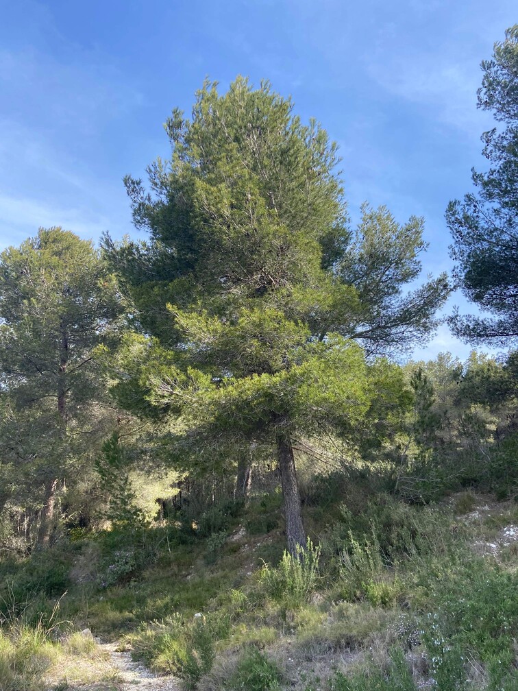 Gros débroussaillage et abattage de Pins à Martigues
