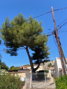 Abattage par démontage d’un Pins d’Alep double