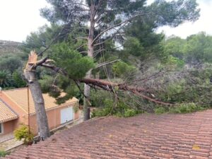 Abattage d’un Pin en urgence