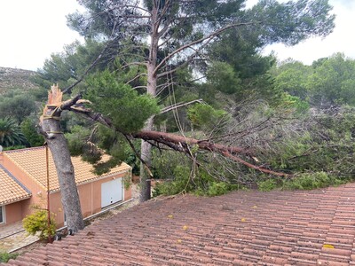 Abattage d'un Pin en urgence
