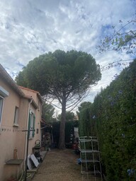 Chantier d’abattage d’un Pin Parasol et rognage de sa souche