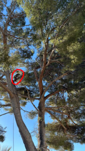 Elagage d’arbres à Carry