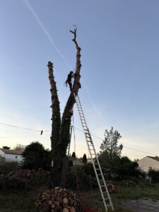 Abattage et rognage d’un pin à Fos-sur-Mer