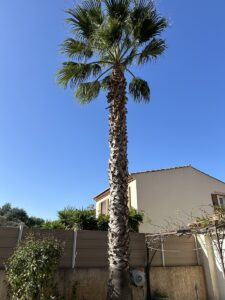 Avant-après nettoyage de palmiers