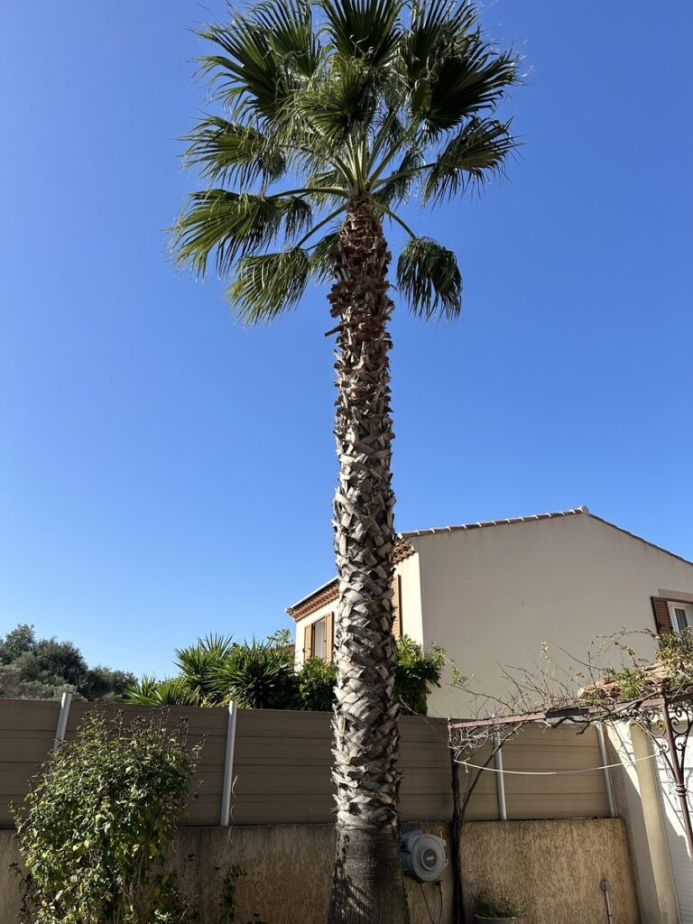 Avant-après nettoyage de palmiers