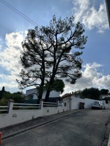 Elagage aéré d’un pin à Martigues