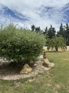 Taille d’un olivier en plateau