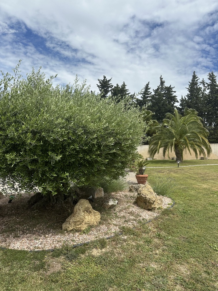 Taille d'un olivier en plateau