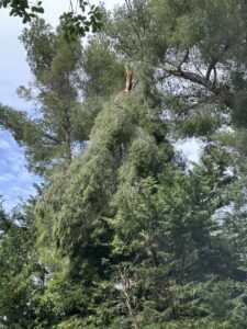 Intervention d’élagage d’arbres d’urgence – Martigues