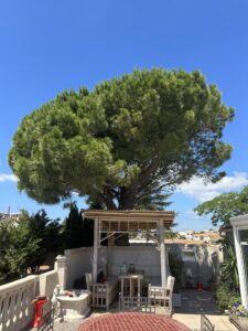 Elagage d’un Pin Parasol à Sausset-les-Pins