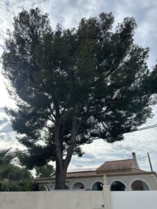 Elagage d’arbres à Carry
