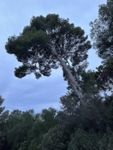 Après
