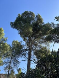 Élagage de Pin en Copropriété à Vitrolles