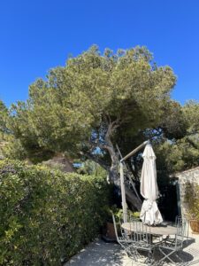 L’élagage d’un petit Pin à La Couronne