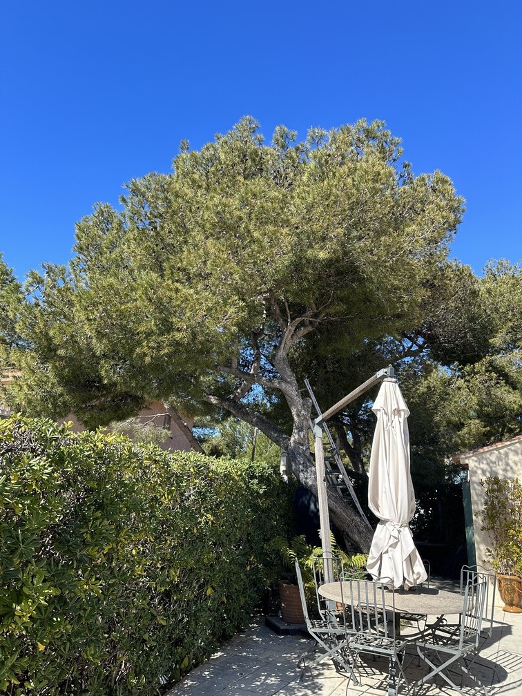 L'élagage d’un petit Pin à La Couronne