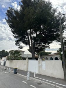 Elagage d’arbres à Carry