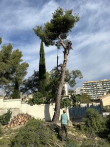 Chantier d’abattage à Martigues