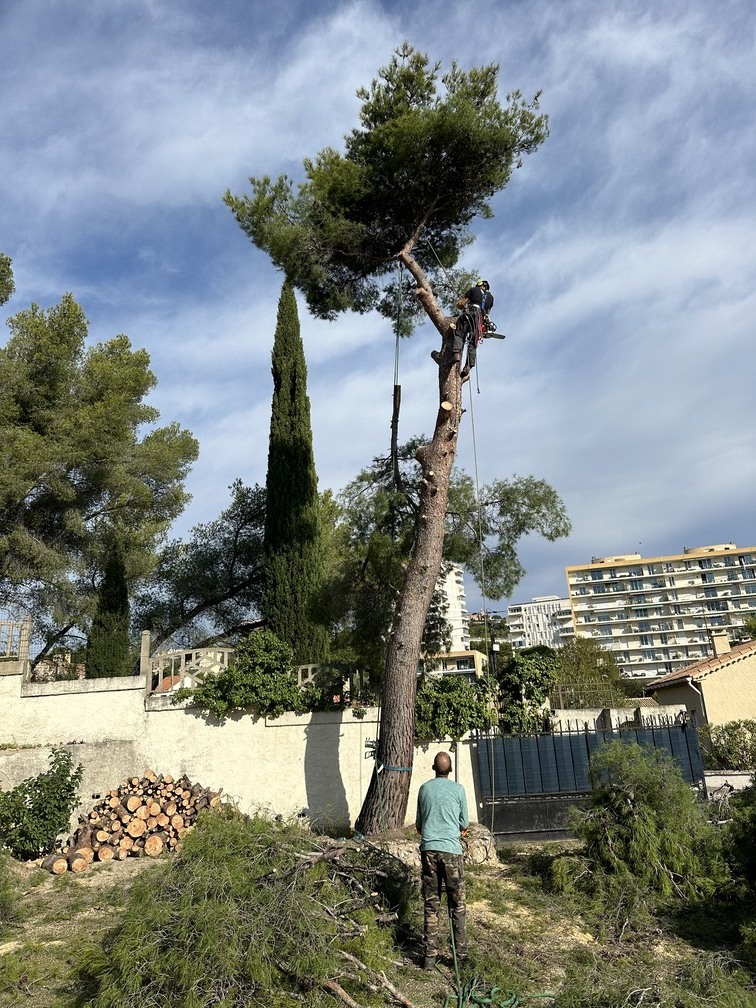 Chantier d’abattage à Martigues