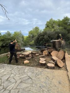 L’abattage d’un Pin à St Mitre les Remparts