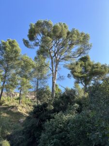 Élagage de Pin en Copropriété à Vitrolles