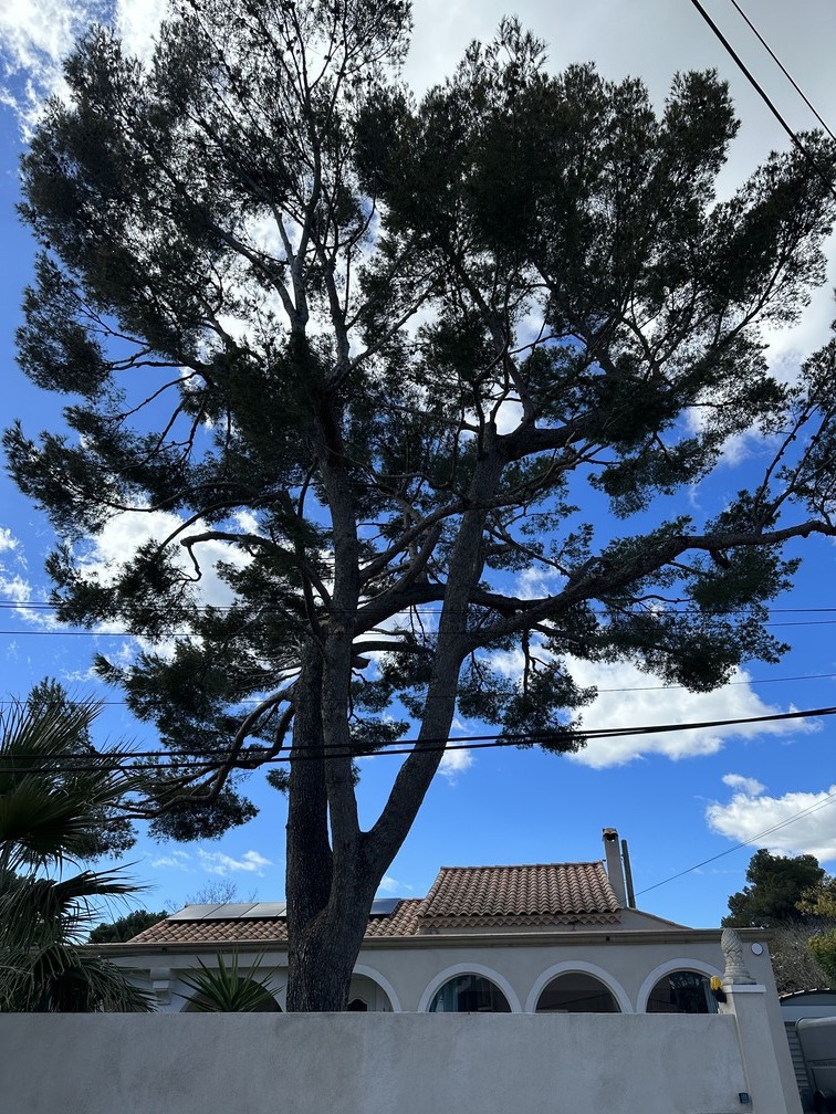 Elagage d'arbres à Carry