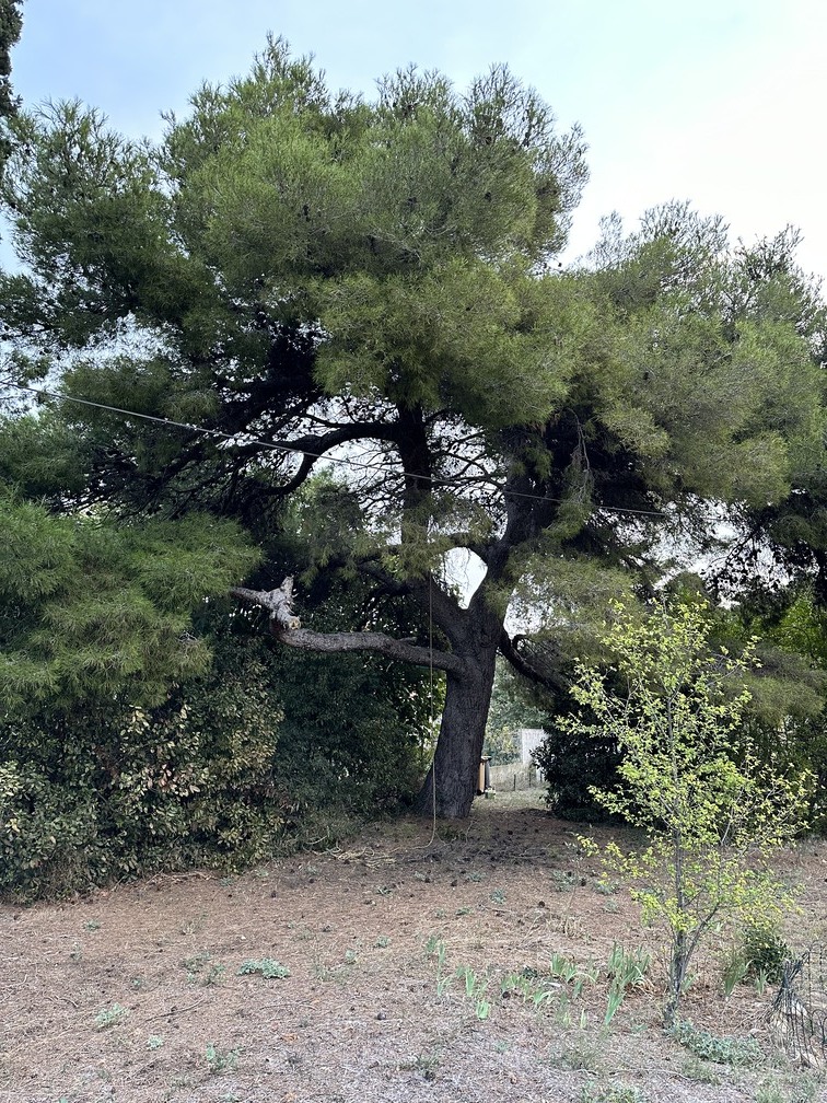 Elagage d’un Pin à Port-de-Bouc