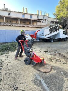 Abattage et rognage d’un pin gênant