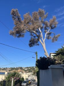 L’abattage d’un arbre mort à Carry le Rouet