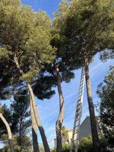 Elagage d’une petite portion de Pinède sur la commune de La Couronne