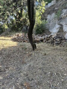 Abattage d’un Pin Infesté par le Phellin à La Couronne